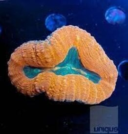 Lobo Coral Frag- Saltwater