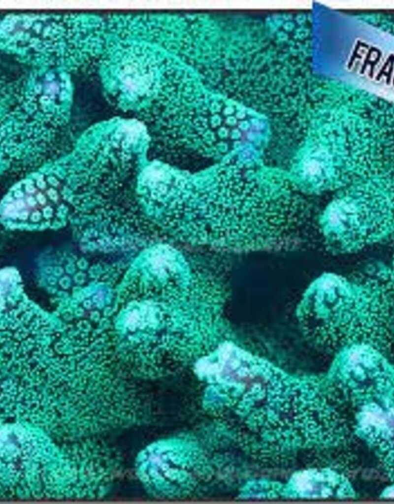 Green Birdsnest Coral Frag - Saltwater
