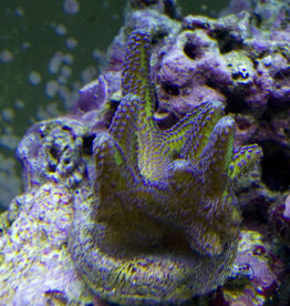 Birds of Paradise Coral Frag - Saltwater