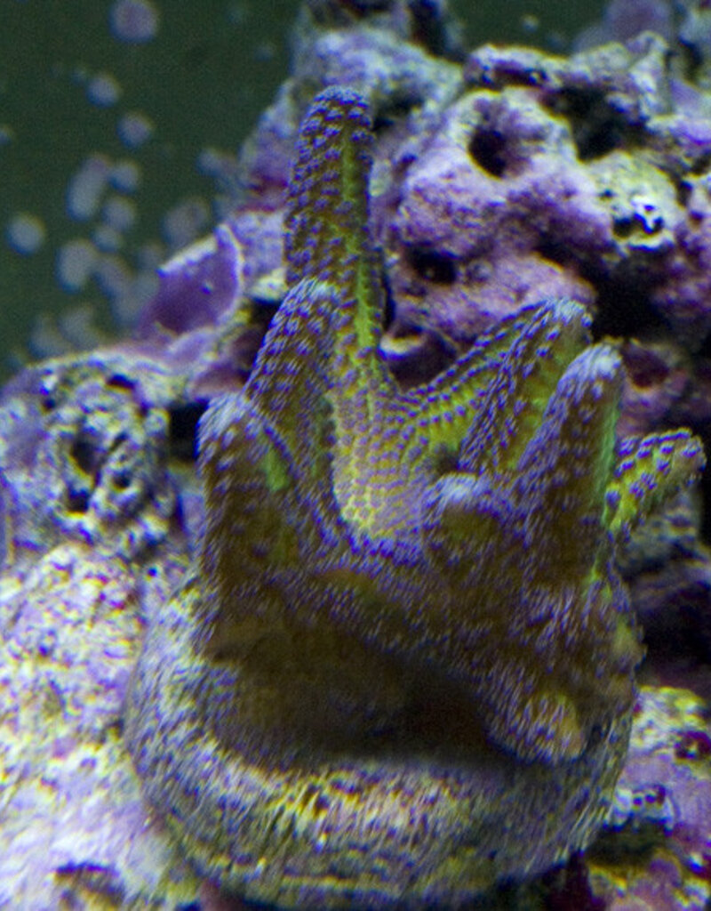 Birds of Paradise Coral Frag - Saltwater