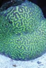 Purple Green Maze Coral Frag - Saltwater