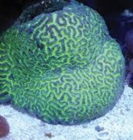 Purple Green Maze Coral Frag - Saltwater
