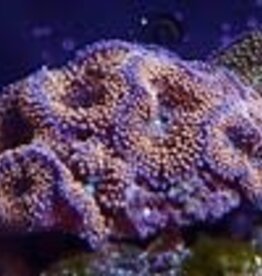 Ricordea Coral Frag - Saltwater