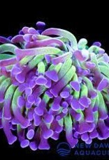 Green with Purple Tip Hammer Coral Frag - Saltwater