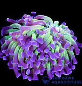 Green with Purple Tip Hammer Coral Frag - Saltwater