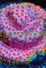 Skittle Bomb Cyphastrea Coral Frag - Saltwater