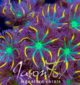 Rainbow Clove Polyp Coral Frag - Saltwater