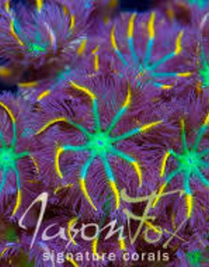 Rainbow Clove Polyp Coral Frag - Saltwater