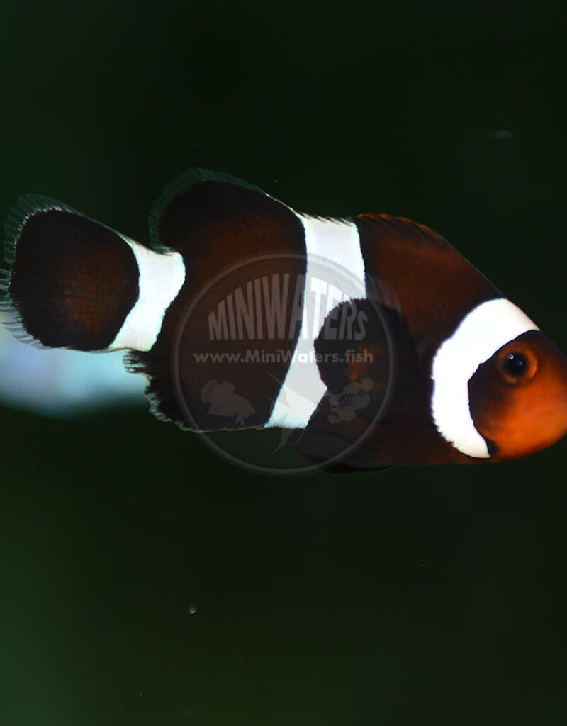 Darwin Clown Fish - Saltwater