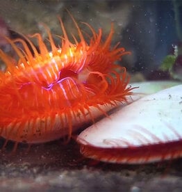 Flame Scallop - Saltwater