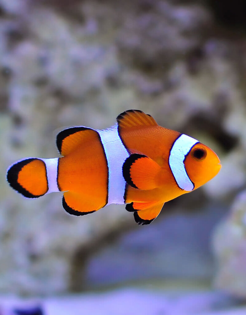 Ocellaris Clown Fish - Saltwater