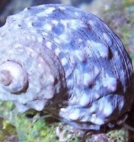 Mexican Turbo Snail - Saltwater