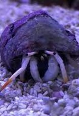 African Hermit Crab - Saltwater
