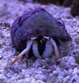 African Hermit Crab - Saltwater