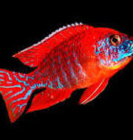Ruben Red Peacock - African Cichlid  - Freshwater