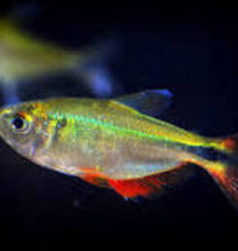 Buenos Aires Tetra - Freshwater