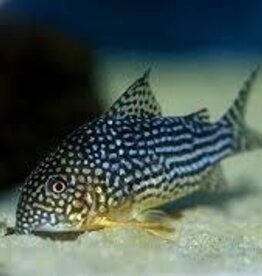 Sterbai Corydora Catfish - Freshwater