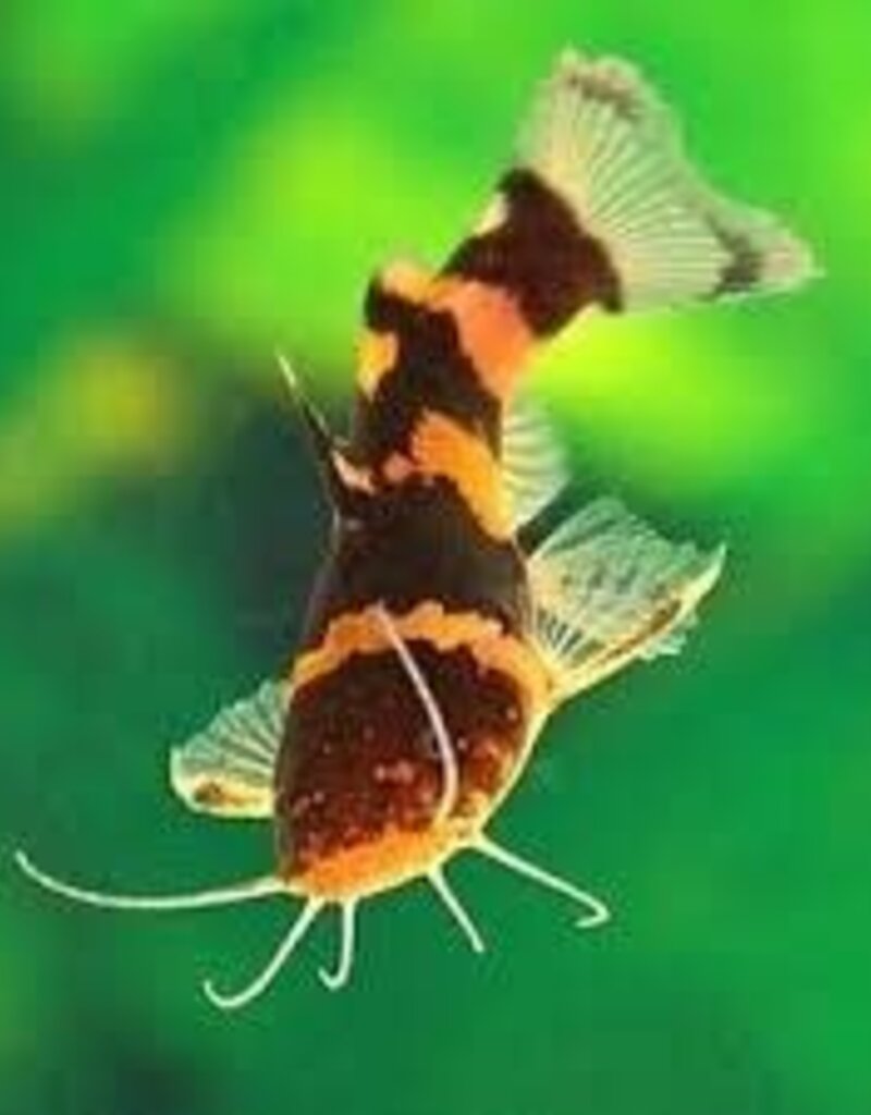 Bumblebee Catfish - Freshwater