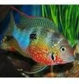 Blue and Red Flash Cichlid - Freshwater