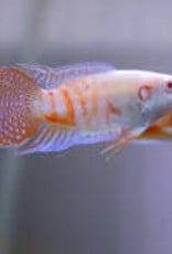 Albino Paradise Fish - Freshwater