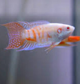 Albino Paradise Fish - Freshwater