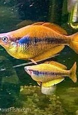 Isim Rainbow Fish (Melanotaenia Sikuensis)- Freshwater