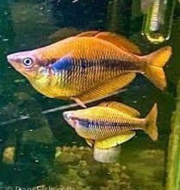 Isim Rainbow Fish (Melanotaenia Sikuensis)- Freshwater