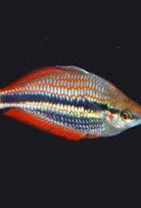 Blyth River Rainbow Fish (Melanotaenia Trifasciata)- Freshwater