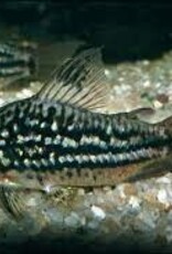 Napoensis Corydoras Catfish - Freshwater