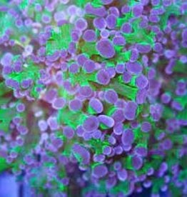 Green with Purple Tip Frogspawn Coral Frag - Saltwater