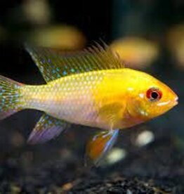 Gold Ramirezi Cichlid - Freshwater