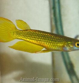 Golden Wonder Panchax - Freshwater