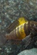 Yellow Banded Tropheus Cichlid - African - Freshwater