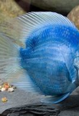 Rainbow Parrot Cichlid - Freshwater