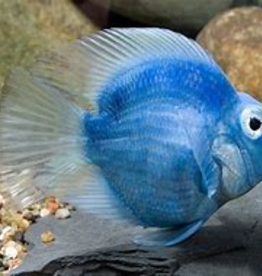 Rainbow Parrot Cichlid - Freshwater