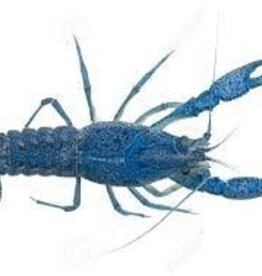 Assorted Fancy Crayfish - Freshwater