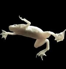 Platinum Aquatic Dwarf Frogs - Freshwater