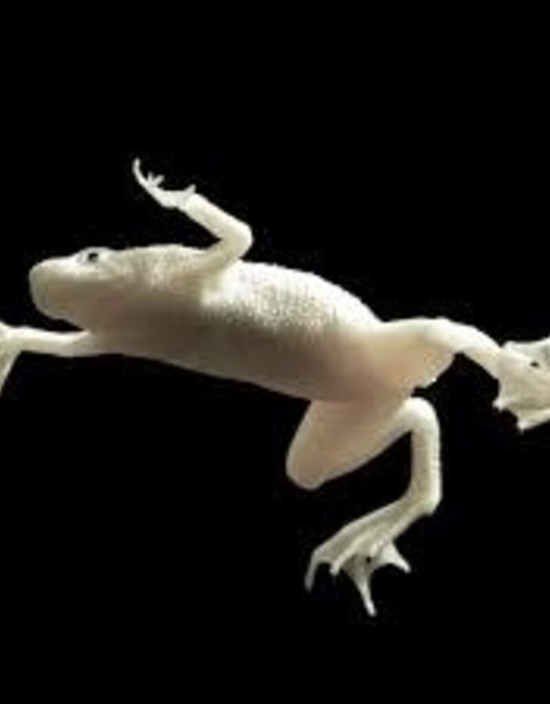Platinum Aquatic Dwarf Frogs - Freshwater