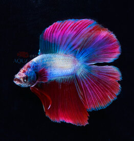 Twin Tail Halfmoon Betta - Freshwater