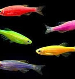 Glofish Danio - Freshwater