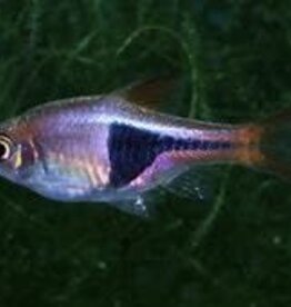 Purple Harlequin Rasbora