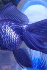 Blue Oranda Goldfish - Freshwater