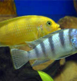 Kenyi African Cichlid - Freshwater