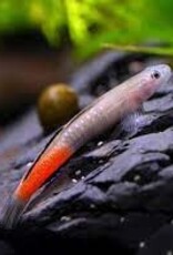 Red Lipstick Goby - Freshwater