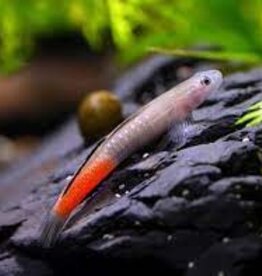 Red Lipstick Goby - Freshwater