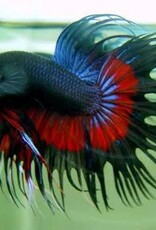 Crowntail Male Betta - Freshwater