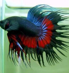 Crowntail Male Betta - Freshwater