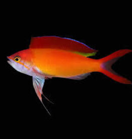 Ignitus Flame Anthias - Saltwater