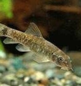 Garra Rufa (Doctor Fish) - Freshwater