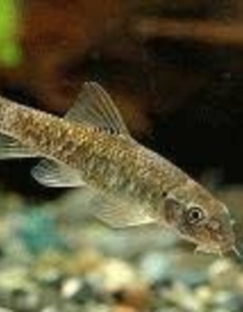 Garra Rufa (Doctor Fish) - Freshwater